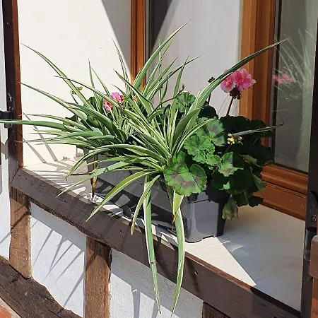 Country house La Pinsonniere *